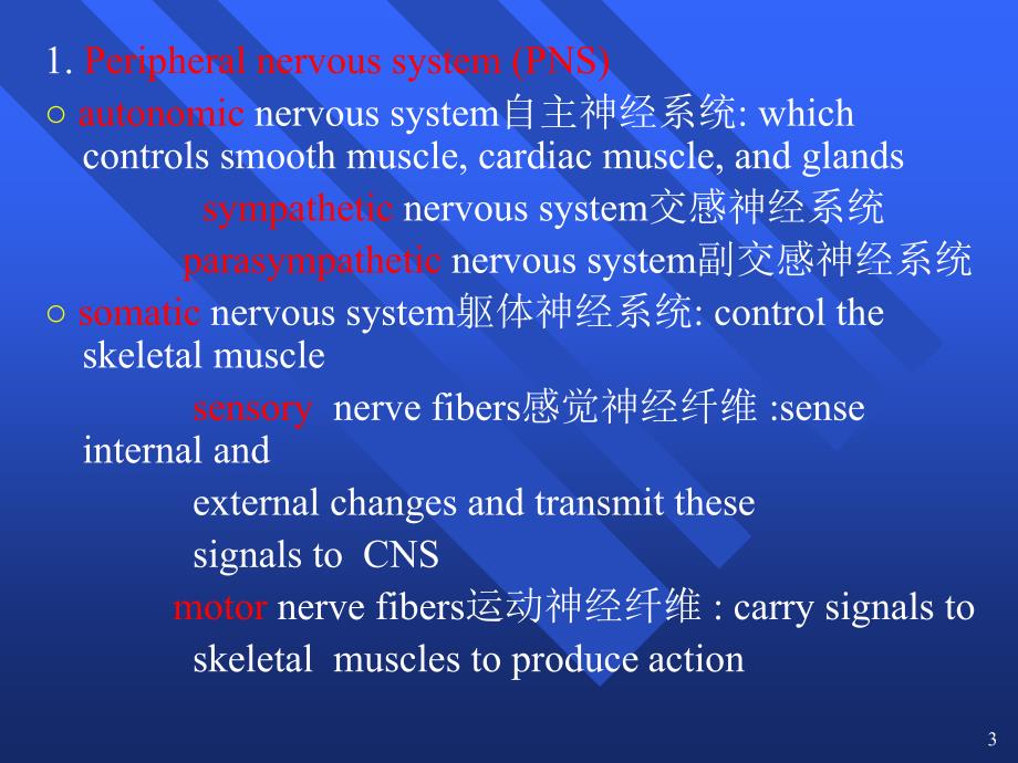 ervoussystem神经系统_第3页