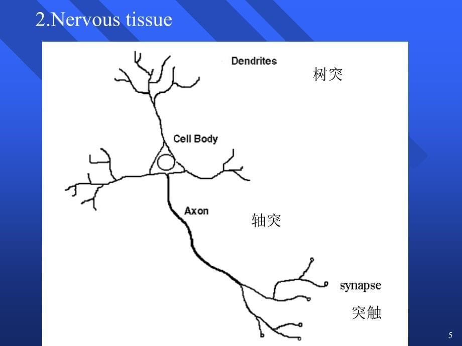 ervoussystem神经系统_第5页