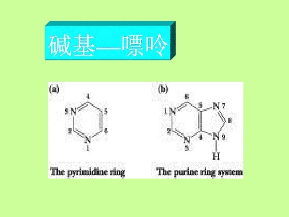 核酸化学改课件_第5页