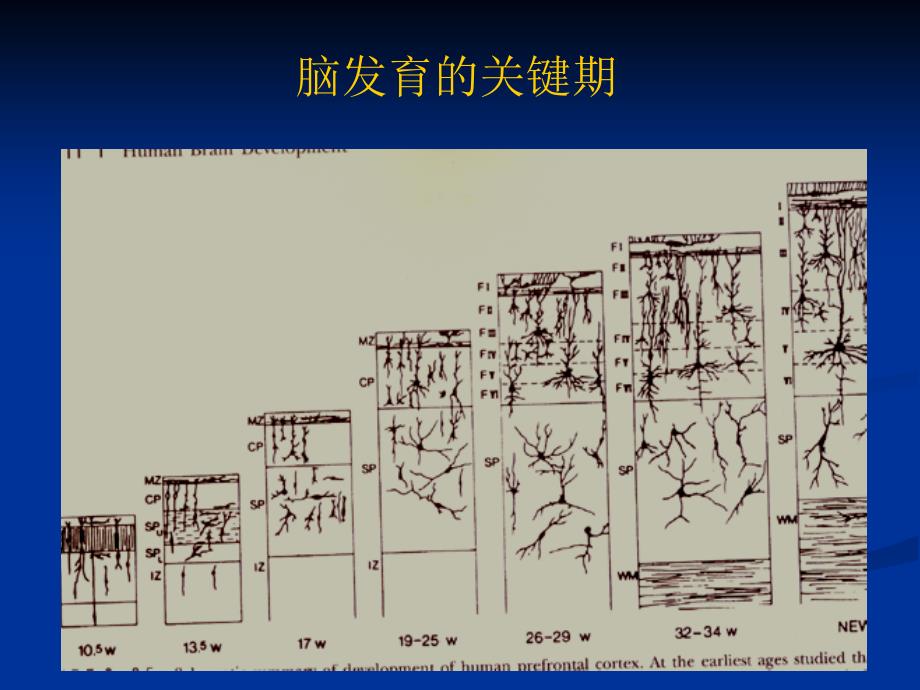 早产儿颅内出血及脑室周围白质软化_第3页