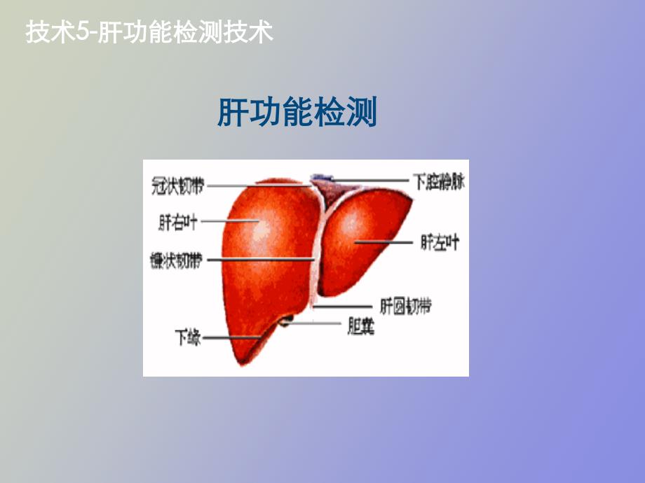 实验肝功能检测_第1页