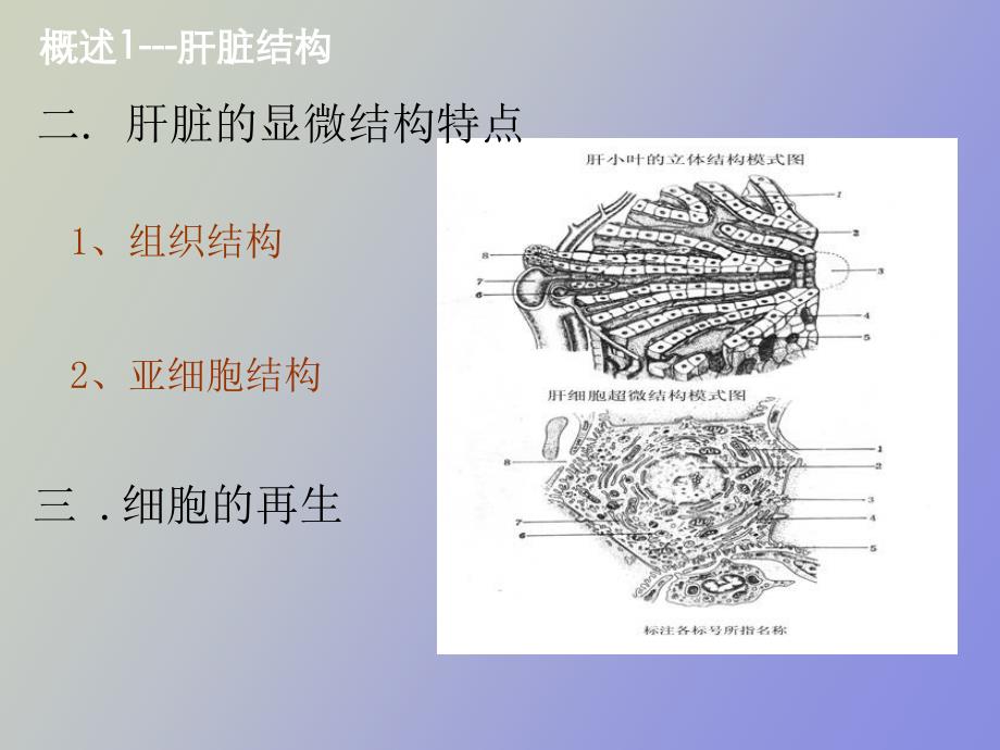 实验肝功能检测_第4页