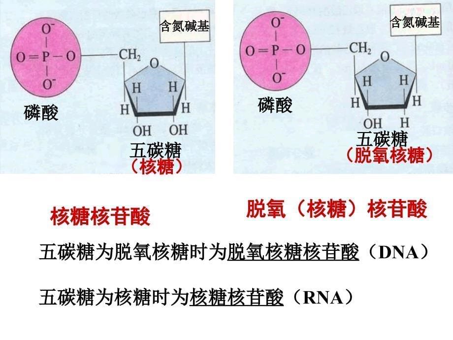 人教版高中生物必修一第二章第3节遗传信息的携带者核酸优秀课件25张5共25张PPT_第5页