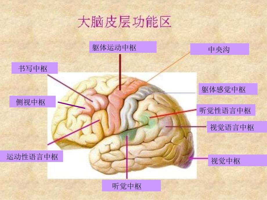 中枢神经各系统各部位损害的表现_第2页