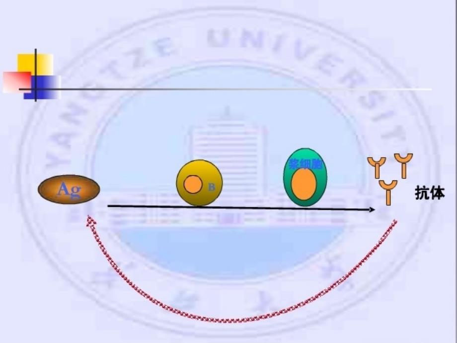 第二章免疫球蛋白与抗体ppt课件_第3页