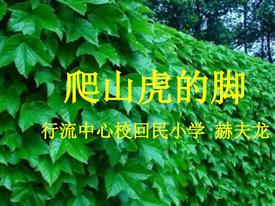 赫夫龙课件——爬山虎的脚_第1页