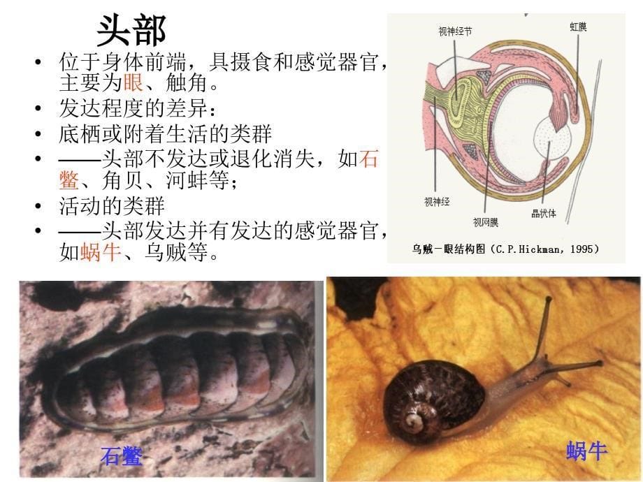 动物学--10第十章--软体动物门(Mollusca)课件_第5页