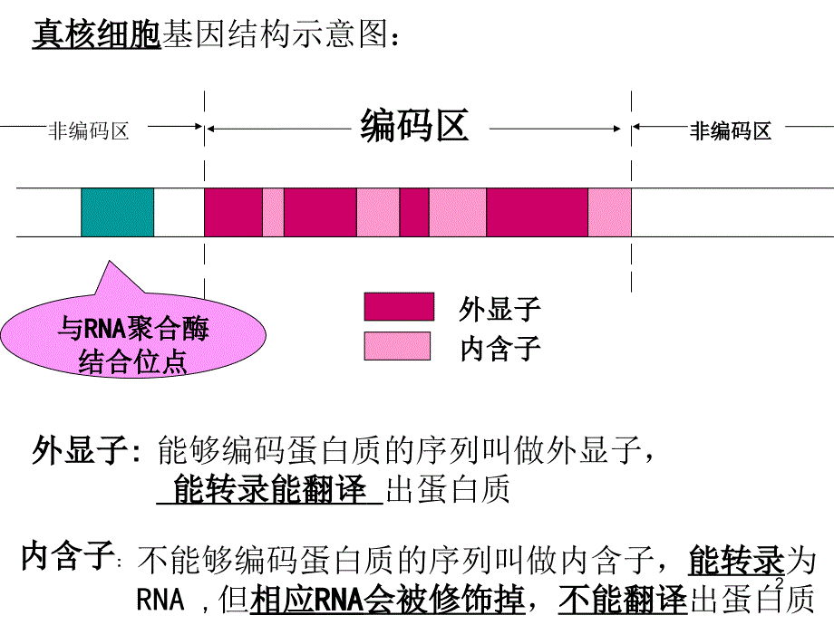 真核原核细胞基因结构示意图PowerPoint 演示文稿_第2页