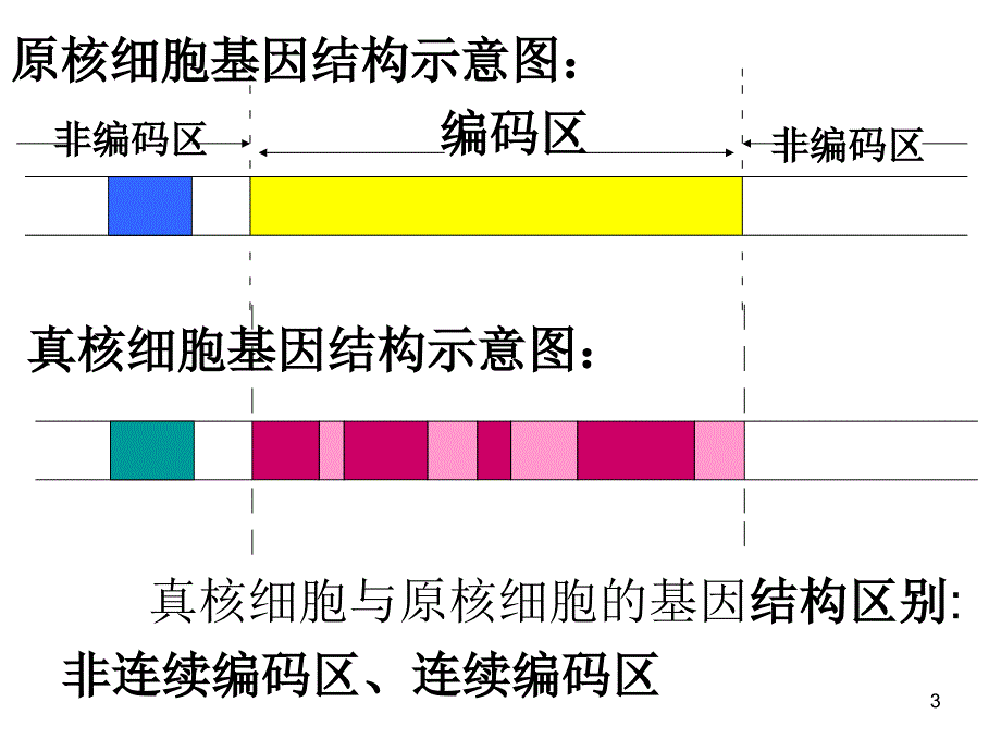 真核原核细胞基因结构示意图PowerPoint 演示文稿_第3页