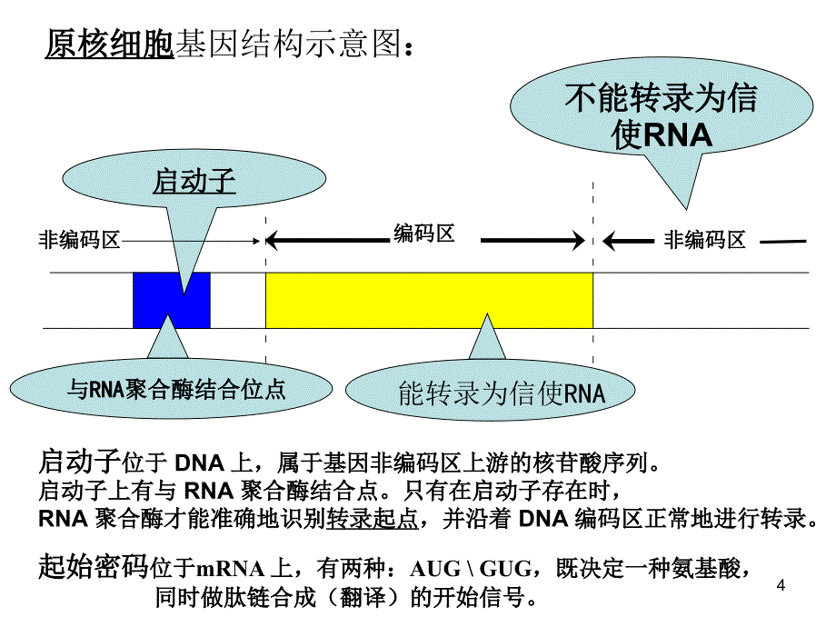 真核原核细胞基因结构示意图PowerPoint 演示文稿_第4页