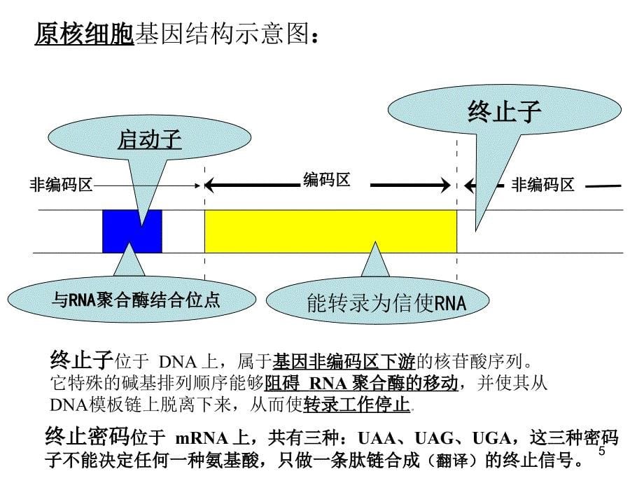 真核原核细胞基因结构示意图PowerPoint 演示文稿_第5页