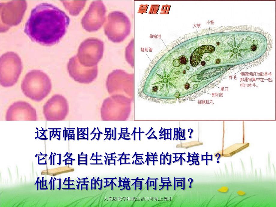 人教版教学细胞生活的环境上课用课件_第4页