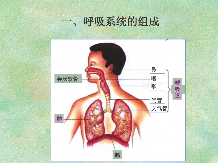 呼吸道对空气的处理1_第4页