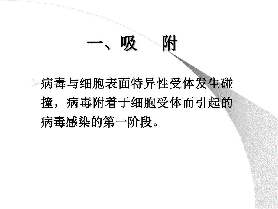 第三章：病毒的增殖_第3页