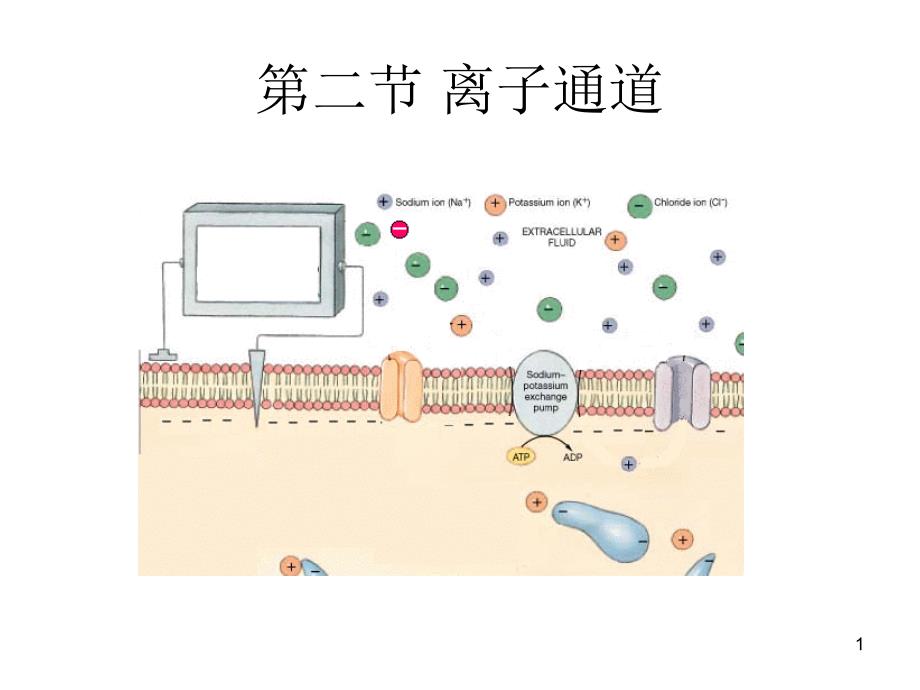 离子通道ppt课件_第1页