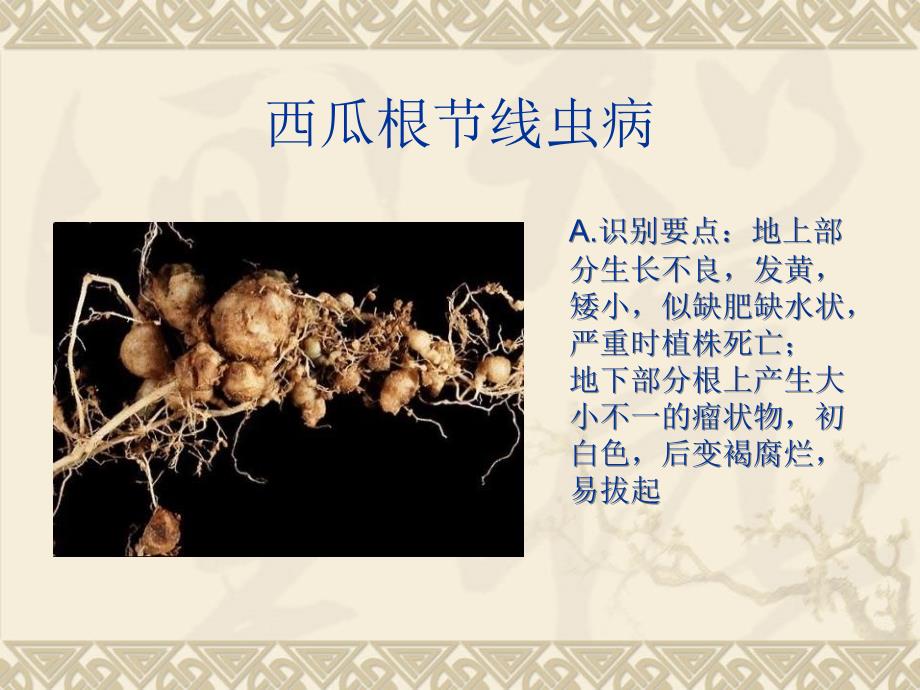 《根线虫病防治》PPT课件.ppt_第3页