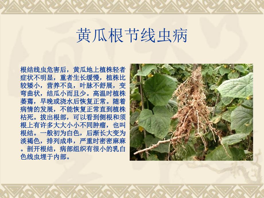 《根线虫病防治》PPT课件.ppt_第4页