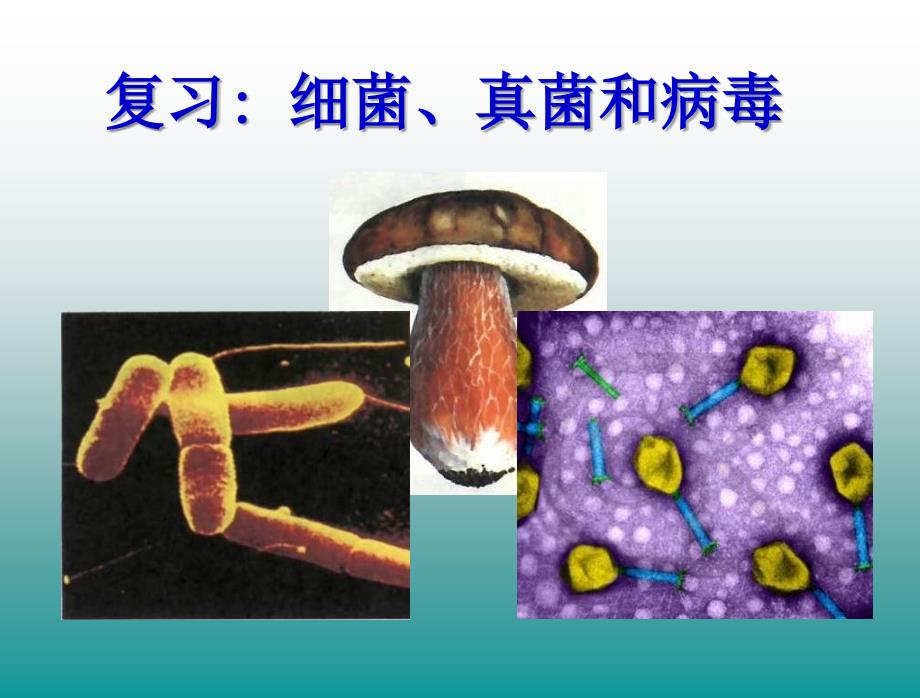 初二生物细菌真菌和病毒复习PPT课件02_第1页