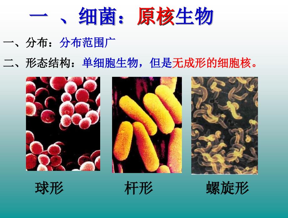 初二生物细菌真菌和病毒复习PPT课件02_第3页