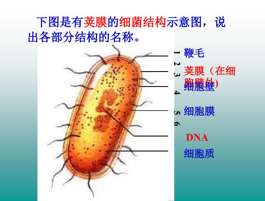 初二生物细菌真菌和病毒复习PPT课件02_第4页