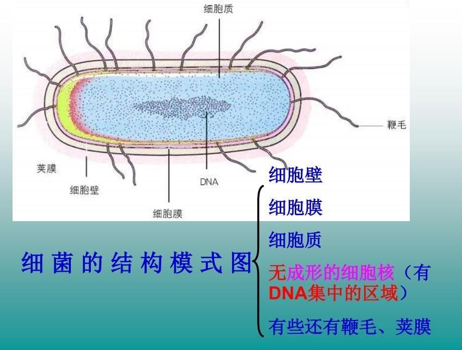 初二生物细菌真菌和病毒复习PPT课件02_第5页