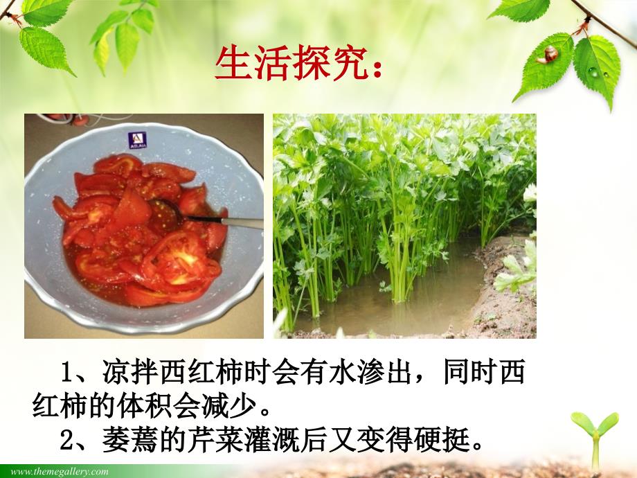 观察植物细胞质壁分离与复原实验课件.ppt_第3页