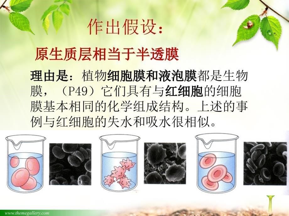 观察植物细胞质壁分离与复原实验课件.ppt_第5页