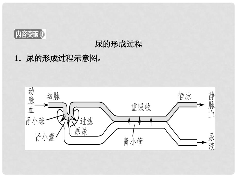 山东省淄博市中考生物 第四单元 第五章复习课件_第4页