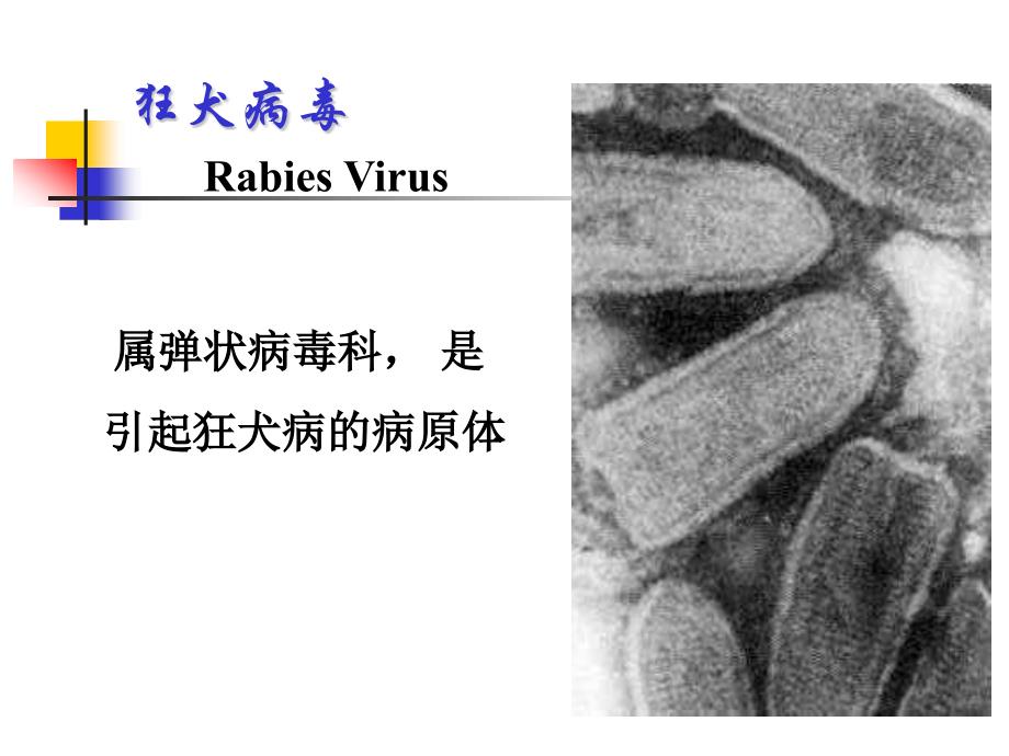 基础医学概论：其他病毒_第1页