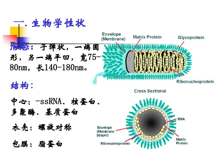 基础医学概论：其他病毒_第2页