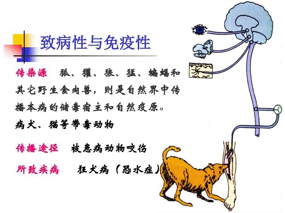 基础医学概论：其他病毒_第5页