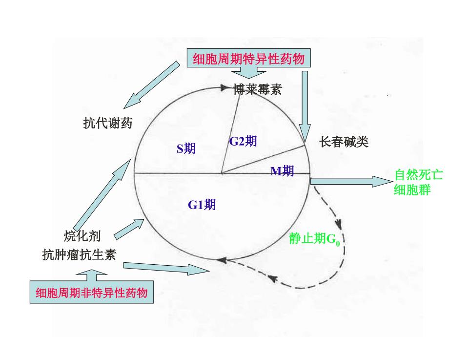 最新医学ppt常用化学药物及其毒副作用._第4页