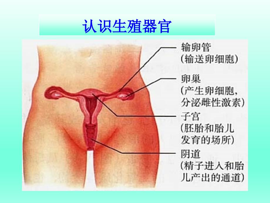 青期生理健康教育PPT_第4页