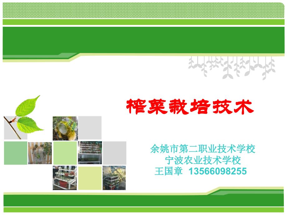 《榨菜栽培技术》PPT课件_第1页