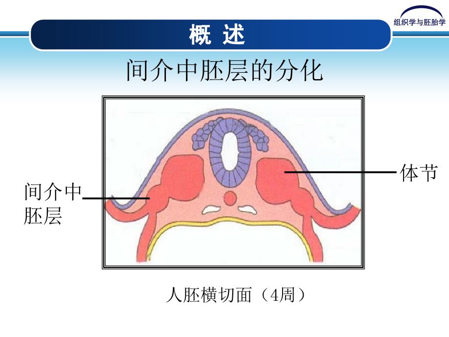 泌尿系统和生殖系统的发生_第4页