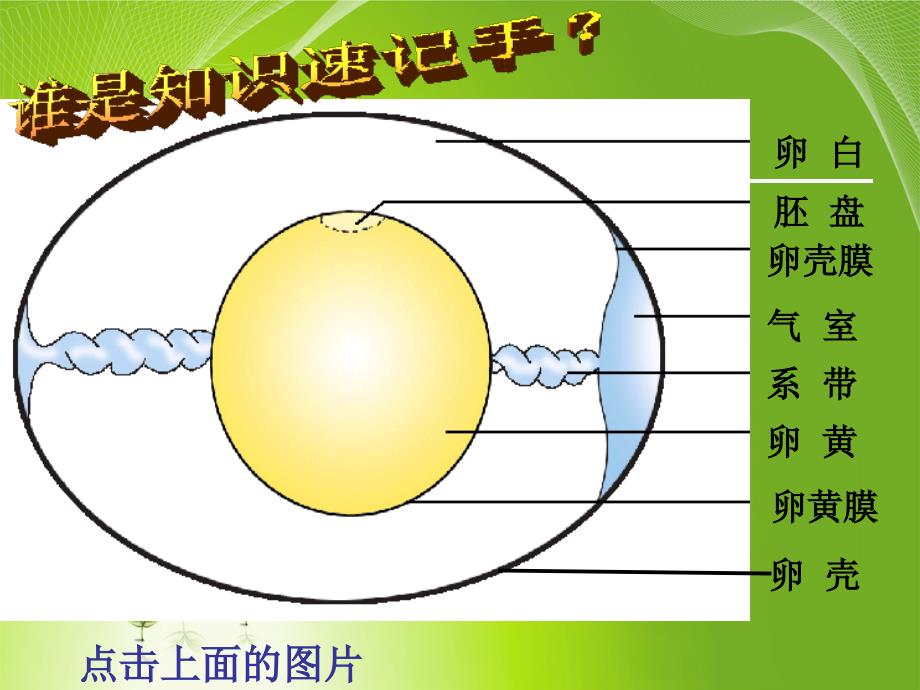 人教版生物八年级下册第七单元第一章四节鸟的生殖和发育_第4页