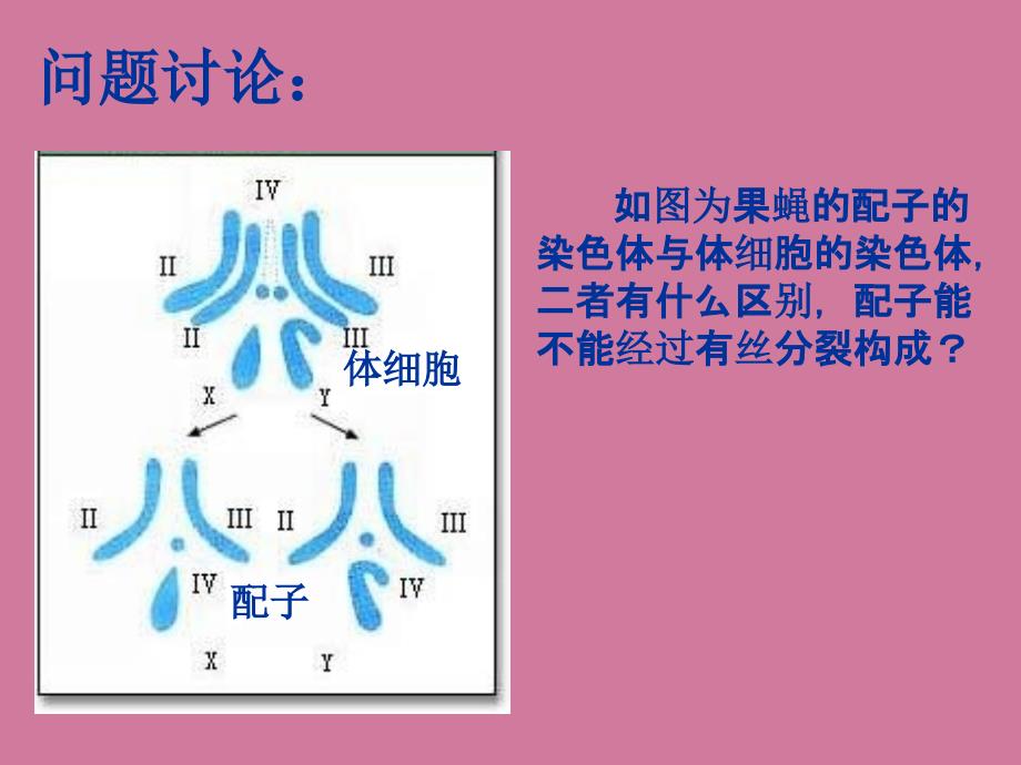 高中生物必修二21减数分裂和受精作用ppt课件_第2页