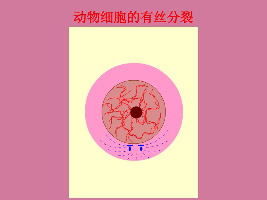 高中生物必修二21减数分裂和受精作用ppt课件_第3页