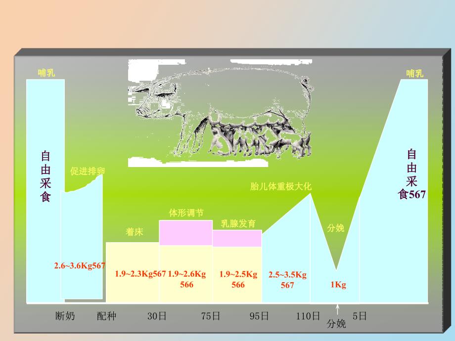 母猪的饲养管理_第3页