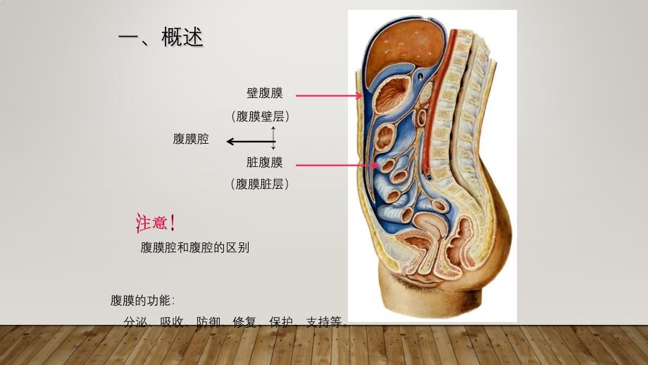 系统解剖学——腹膜.ppt_第2页