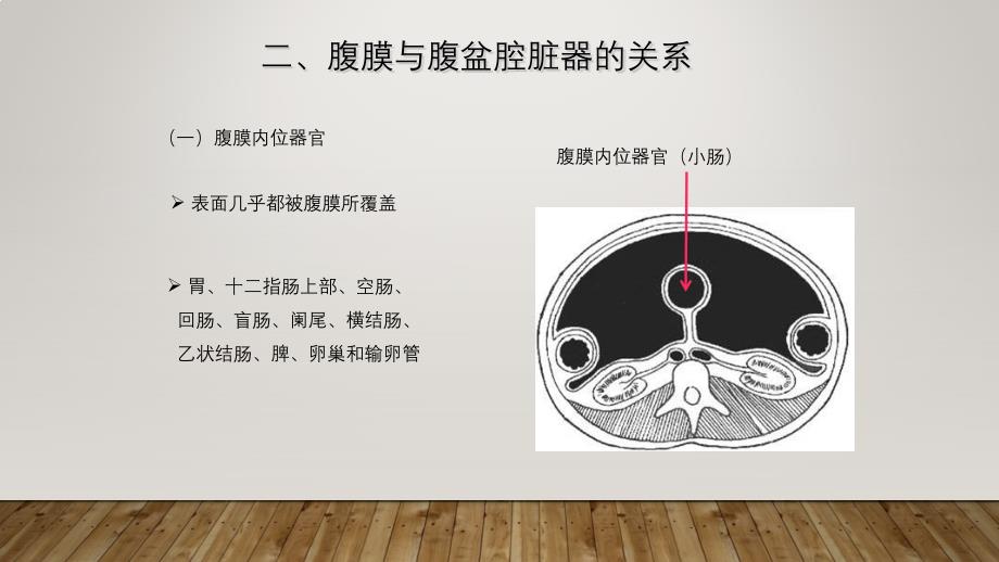 系统解剖学——腹膜.ppt_第3页