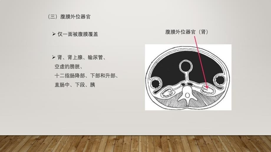 系统解剖学——腹膜.ppt_第5页