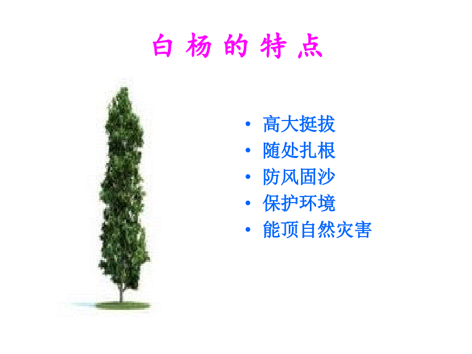 白杨教学设计1_第2页