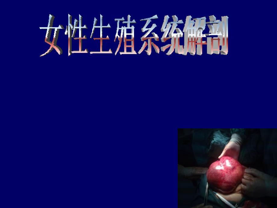女性生殖系统解剖比赛版_第1页