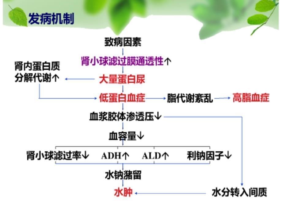 肾病综合到征呕心沥血之作ppt课件_第5页