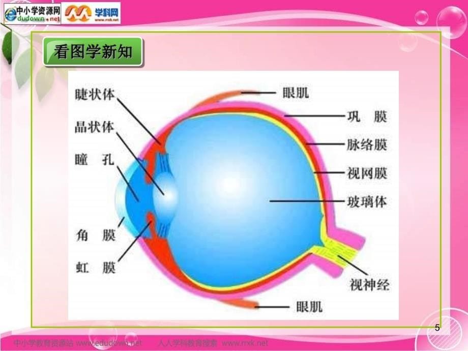 济南版《人体对周围世界的感知》PPT优秀课件_第5页