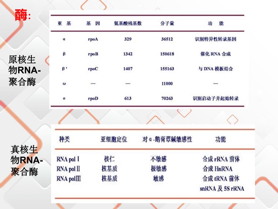 原核生物真核生物基因表达比较_第3页