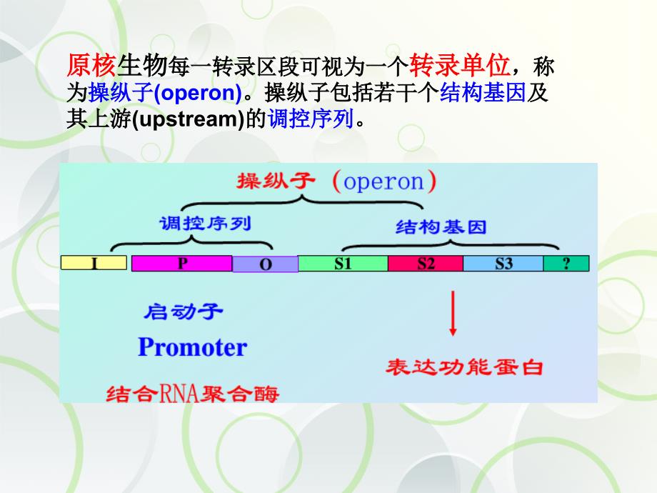 原核生物真核生物基因表达比较_第4页