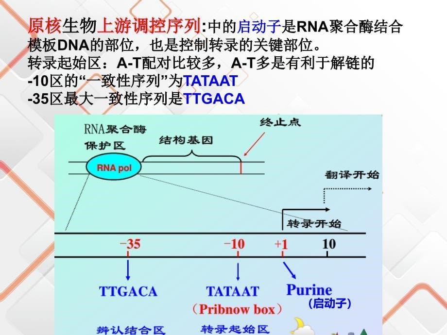 原核生物真核生物基因表达比较_第5页