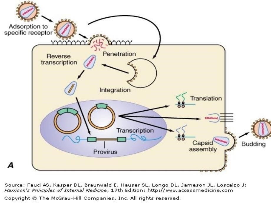 传染病学课件：Acquired Immune Deficiency syndrome_第5页